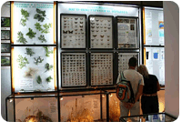 Музей морської флори і фауни